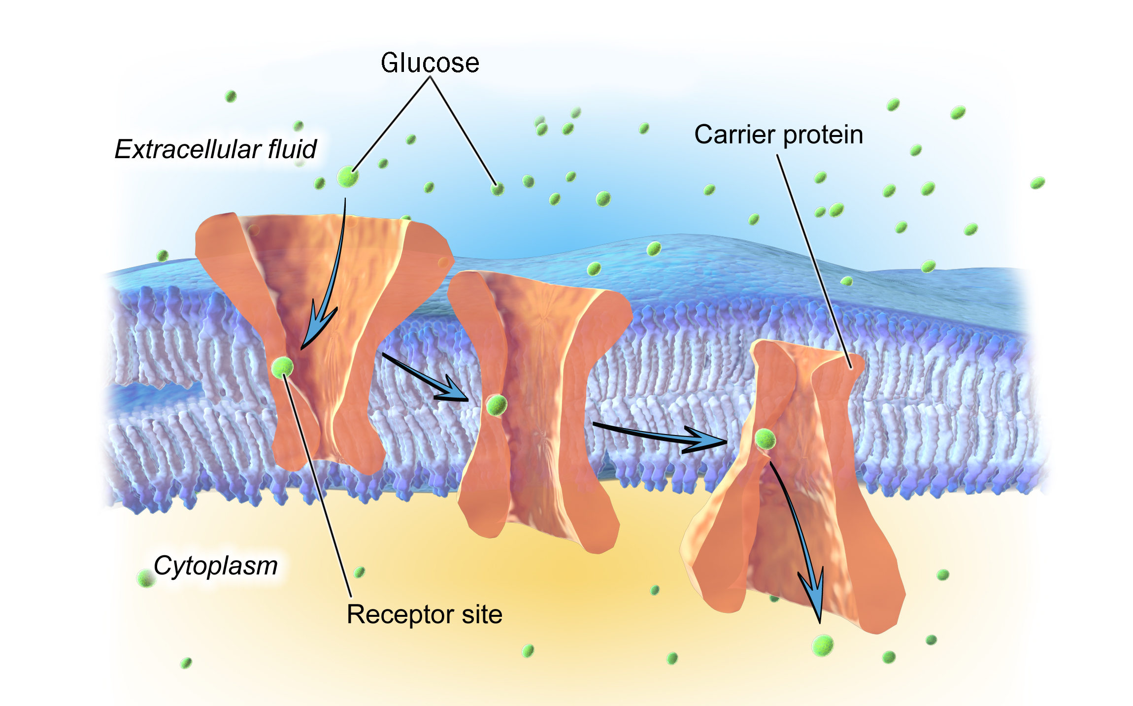 Diagram of facilitated diffusion including extracellular fluid, insoluble molecules, carrier proteins, receptor sites, and cytoplasm.