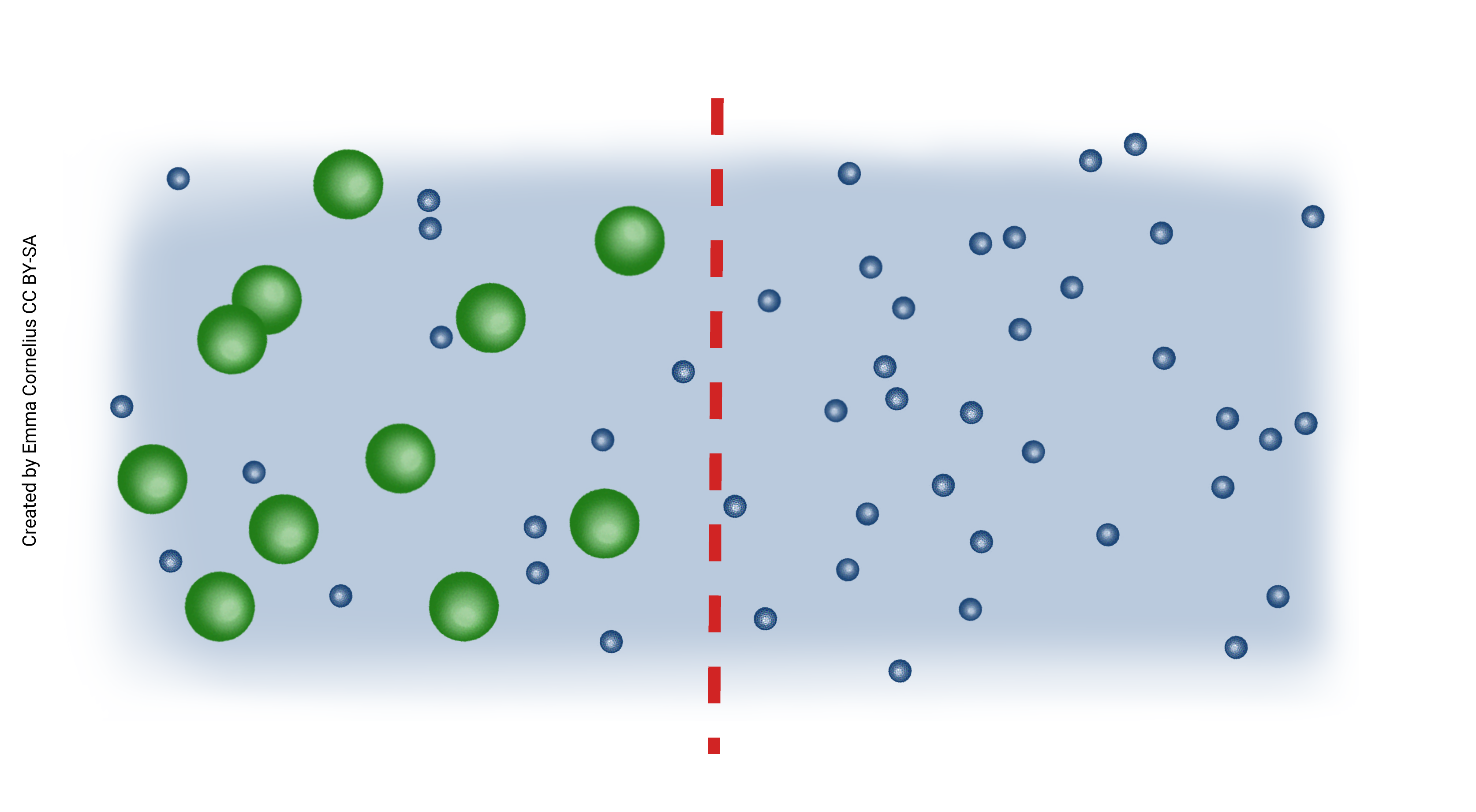 Diagram of osmosis including water molecules and sugar molecules across a semipermeable membrane