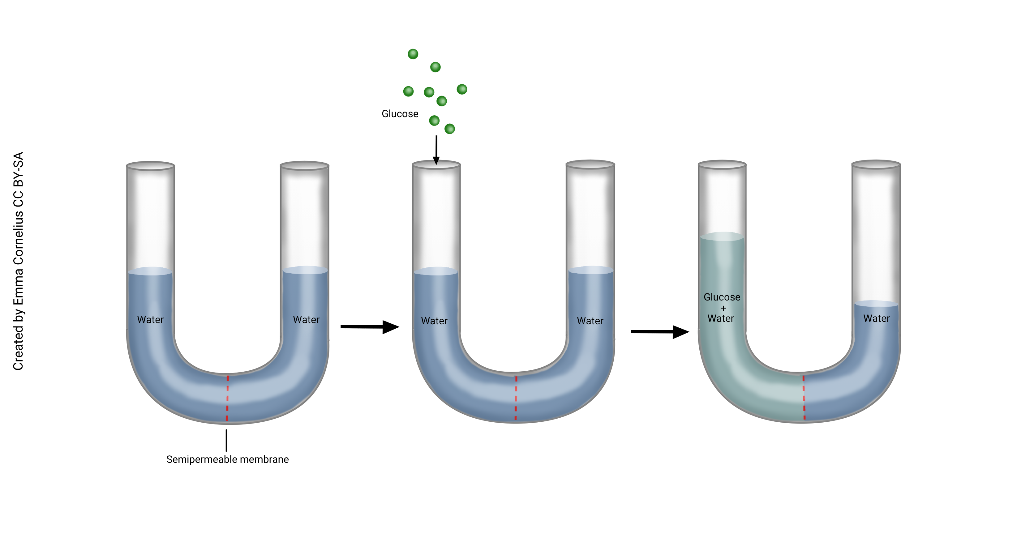 Diagram of osmosis highlight the movement of water molecules across a semipermeable membrane.