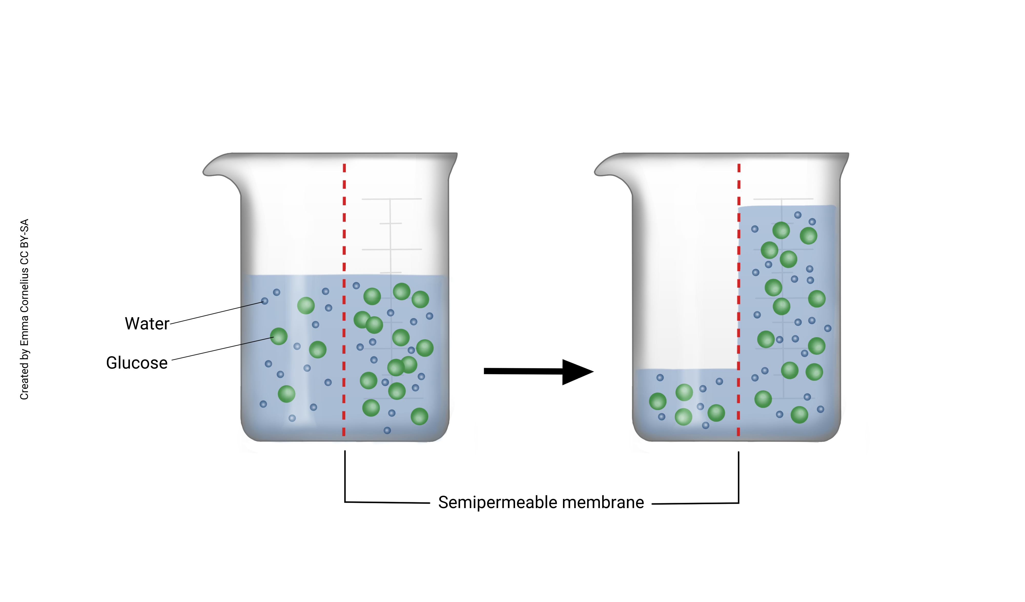 Diagram of osmosis and the movement of water across a semipermeable membrane within glass beakers
