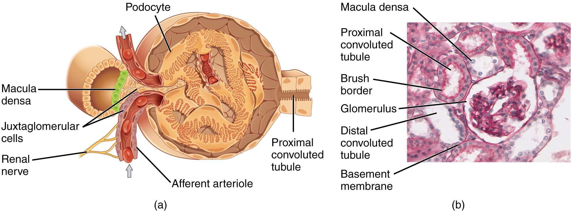 Image of glomerulus highlight the filtering system within the kidneys