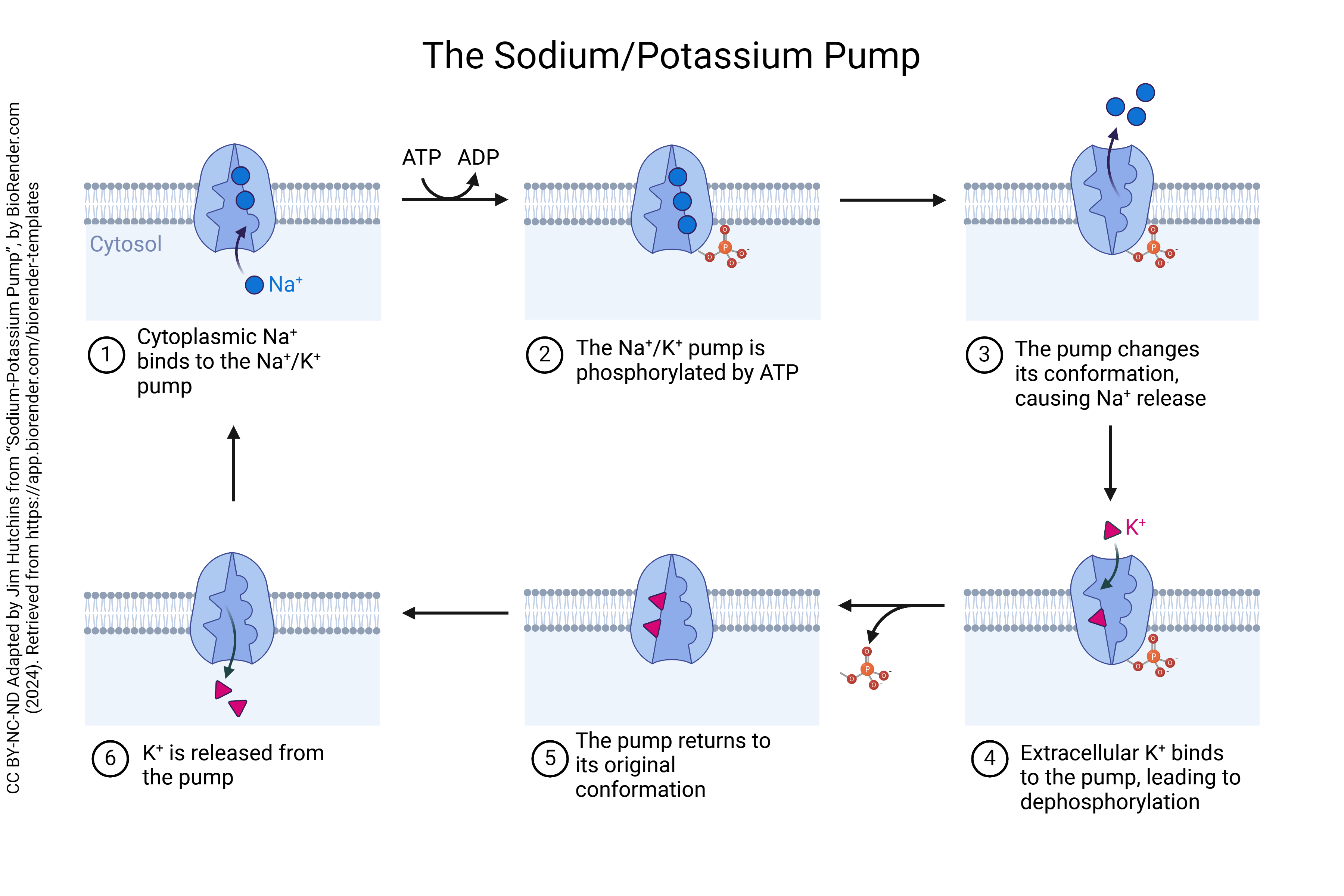 Diagram of the sodium/potassium pump