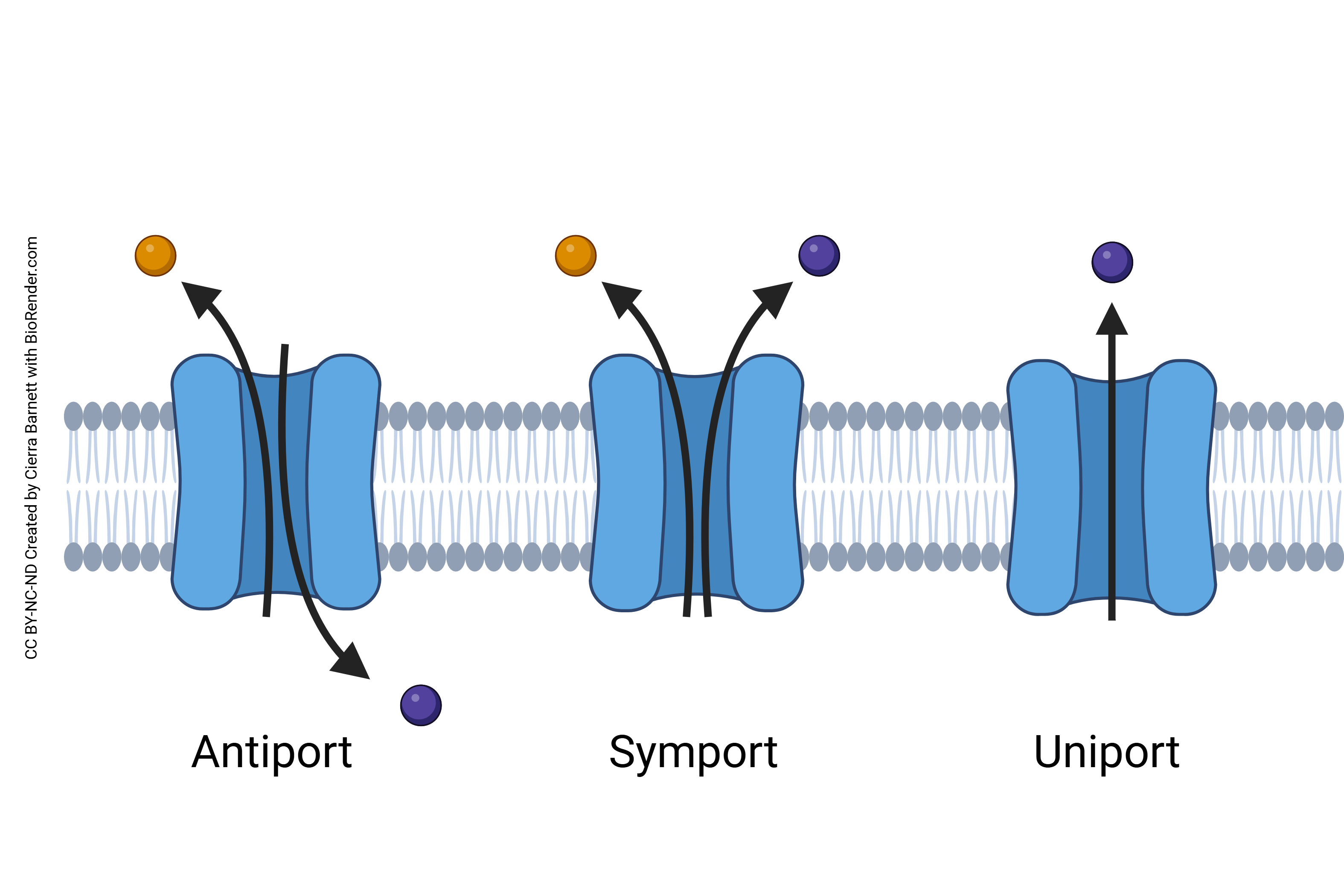 Diagram of symport, antiport, and uniport transport processes