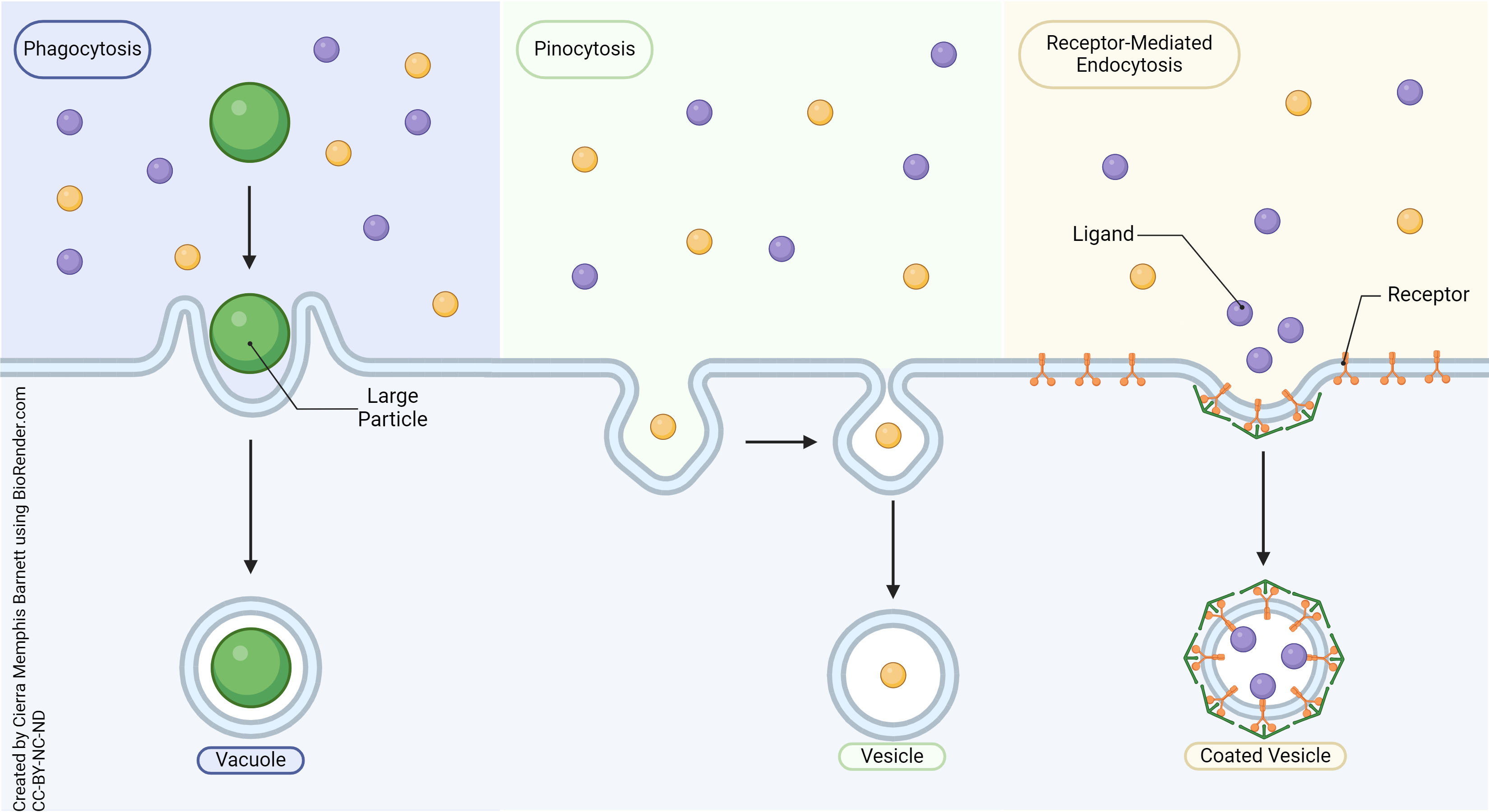 Diagram of phagocytosis, pinocytosis, and receptor-mediated endocytosis 