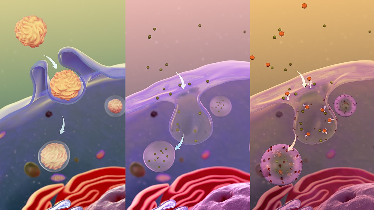Diagram of endocytosis