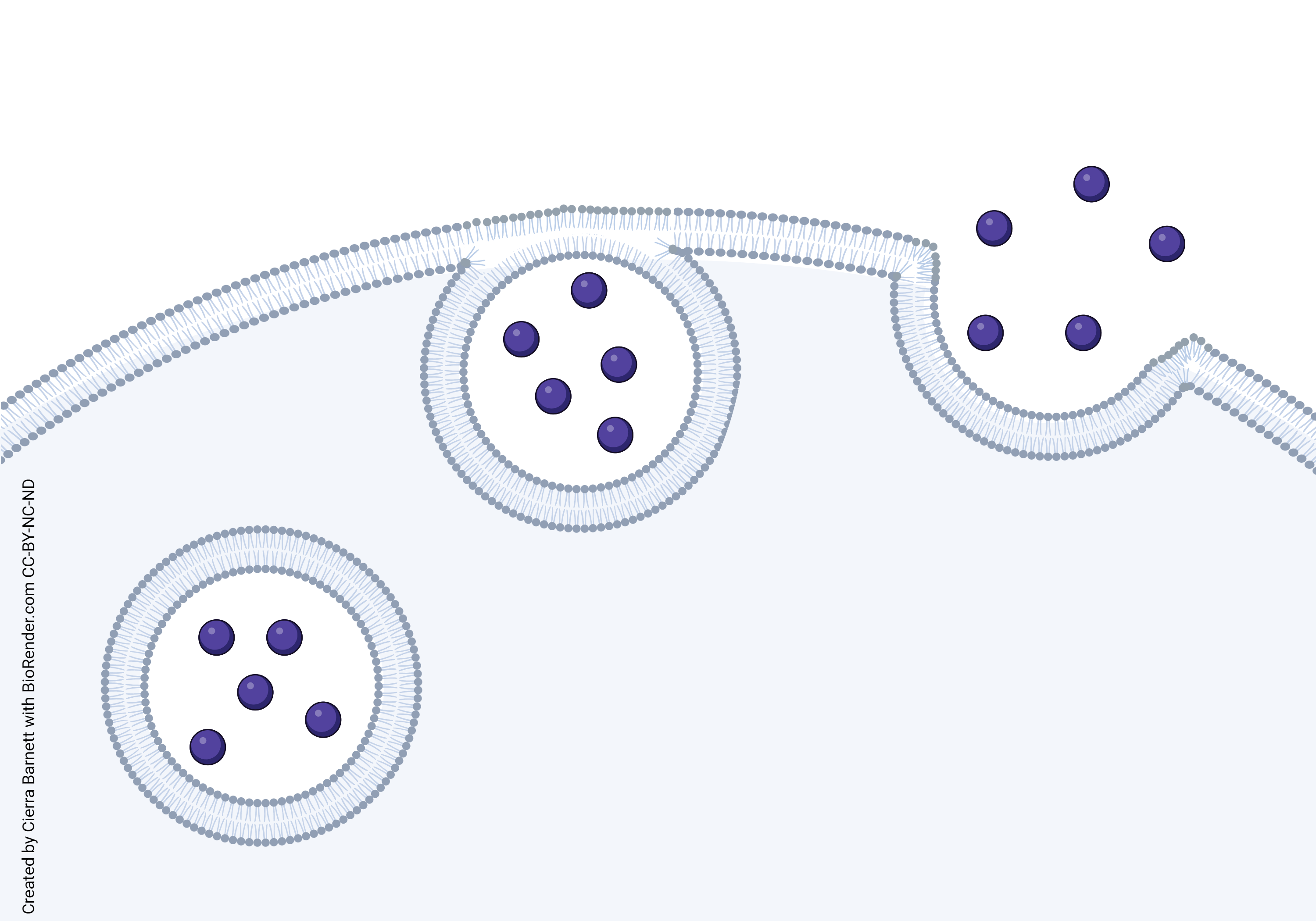 Diagram of exocytosis