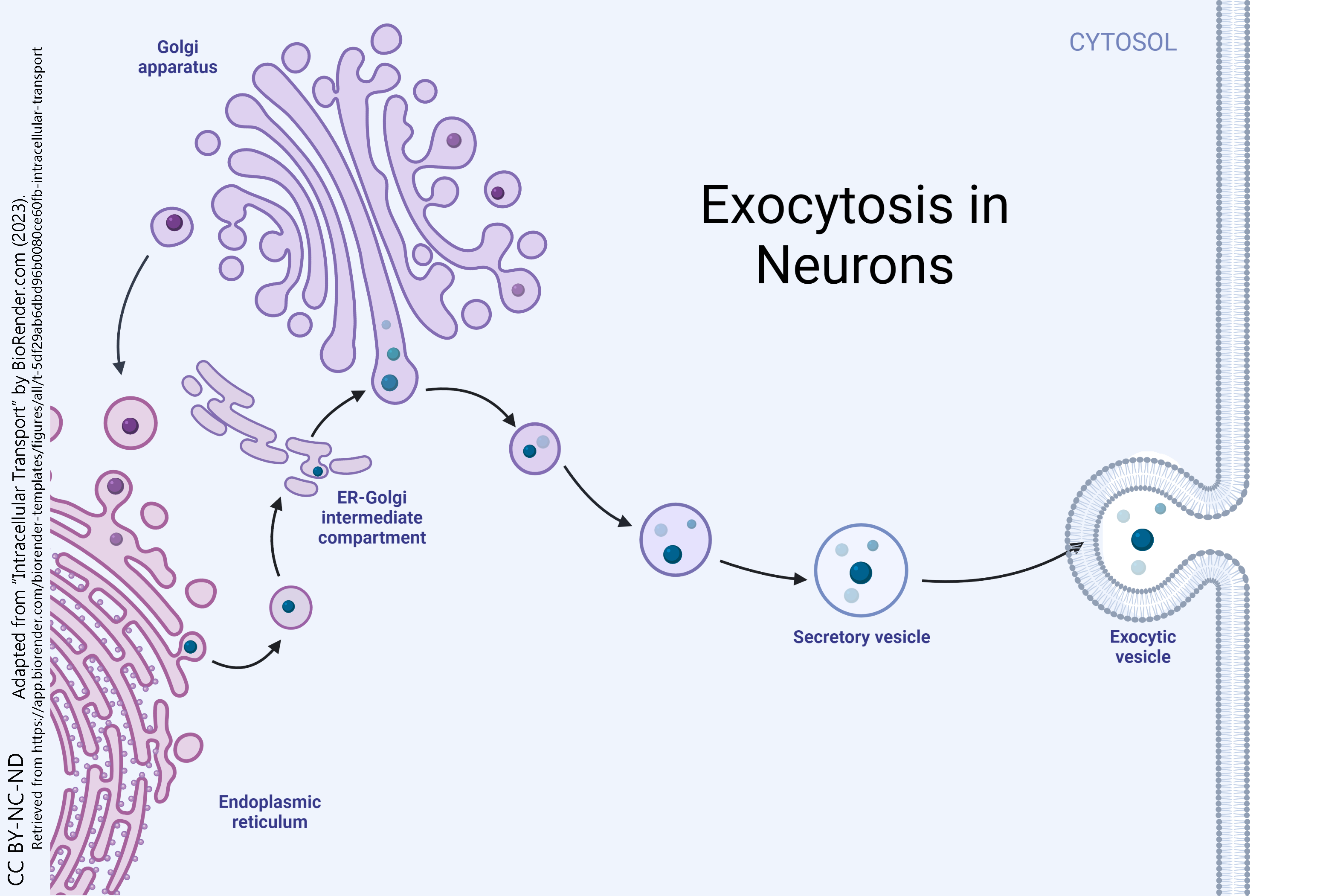 Diagram of exocytosis in neurons