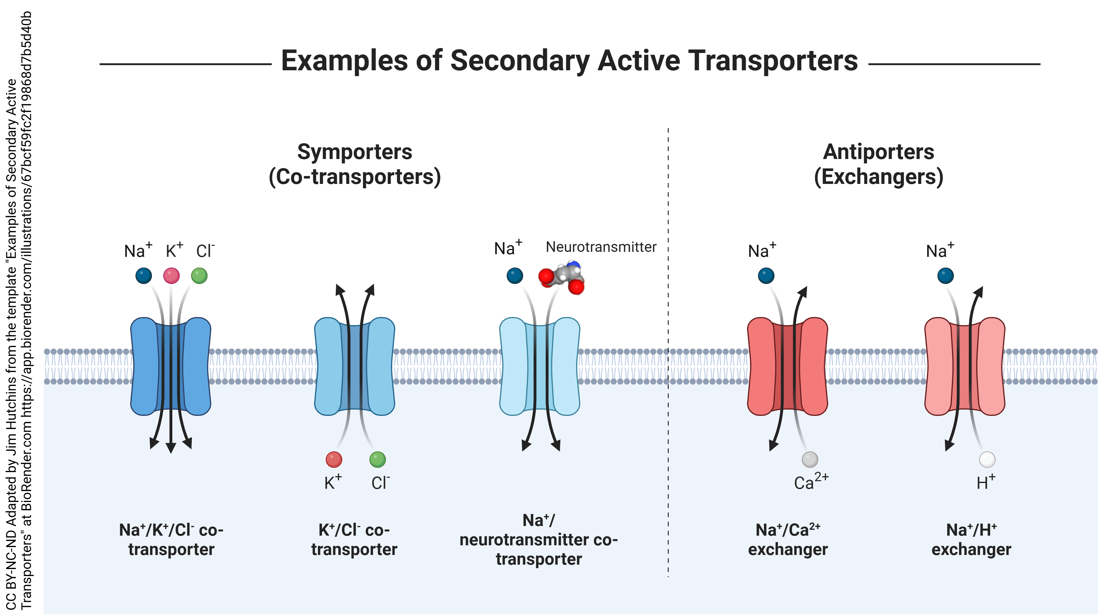 diagram showing symport and antiport examples