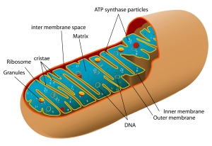 An image of a mitochondrion.