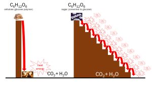 An image showing the similarities and differences of burning wood for energy and cell respiration to produce energy in our cells.