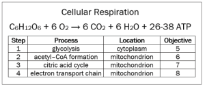 A graph of the phases of cellular respiration.