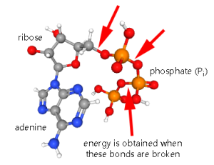 Chemical structure of ATP