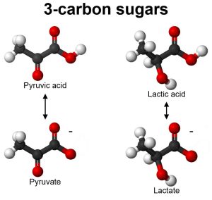 Chemical structure of pyruvate and lactate