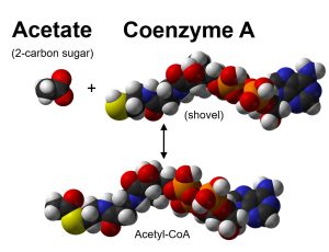 Chemical structure of acetyl-CoA
