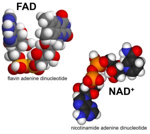 Chemical structure of FAD and NAD+