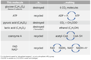 A table demonstrating the molecules of cellular respiration.