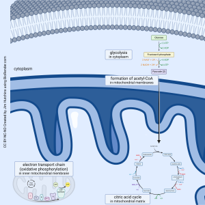Image of cellular respiration and where each phase occurs.