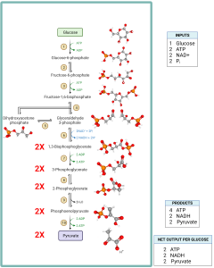 Chemical equations and steps of glycolysis.