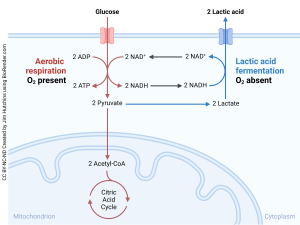 Image of lactic acid fermentation