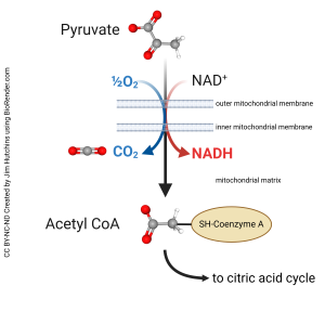 Image of the steps of acetyl-CoA formation