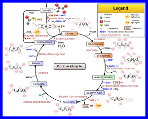 Image of the citric acid cycle