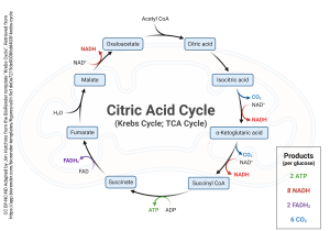 A simplified breakdown of the citric acid cycle