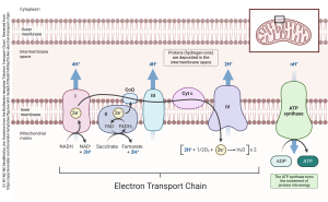 An image of the electron transport chain with associated integral proteins