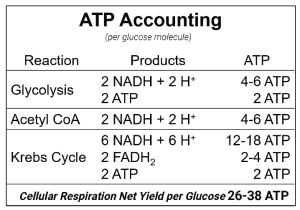 An ATP accounting table