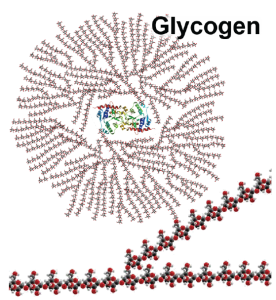A depiction of a molecule of glycogen
