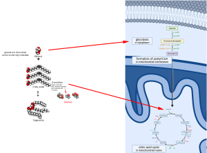 A depiction of beta oxidation used in the metabolism of fats