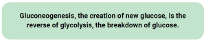 Gluconeogenesis, the creation of new glucose, is the reverse of glycolysis, the breakdown of glucose.