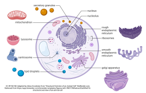 An image depicting the structural overview of an animal cell, including organelles like the mitochondrion, RER, Golgi apparatus, etc.