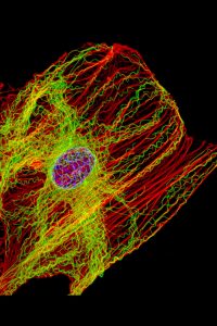 An image of cytoskeletal proteins.