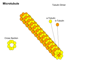 An image of the structure of a microtubule