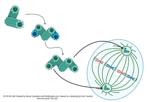 An image depicting centriole replication.