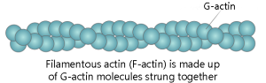 An image of filamentous actin made up of a polymer of G-actin molecules