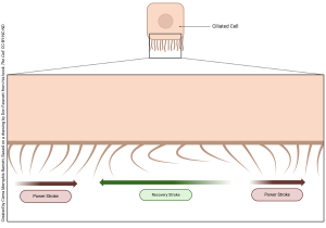 An image of cilia, indicated the power and recovery strokes.