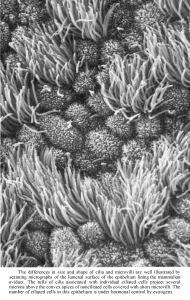 An image comparing cilia and flagella