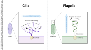 An image of of cilia and flagella