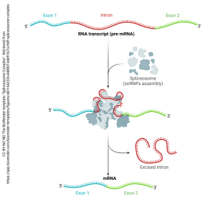 An image of the spliceosome complex