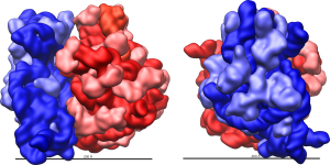 A depiction of a ribosome