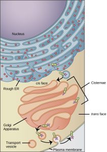 An image of rough endoplasmic reticulum