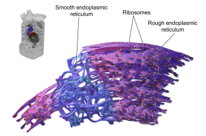 An image of types of endoplasmic reticulum
