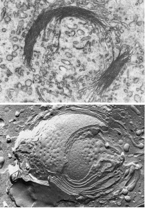 An image of the Golgi complex