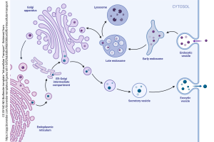 An image of the endomembrane system