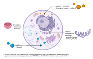 An image depicting the storage and digestion organelles in a cell.