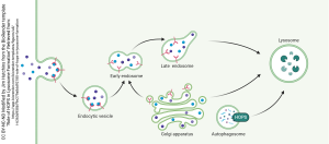 An image of the development of a lysosome