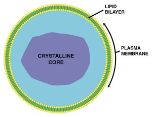 An image of a peroxisome