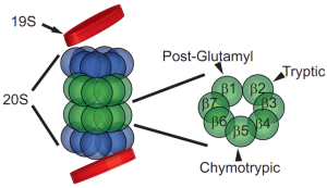 An image of a proteosome