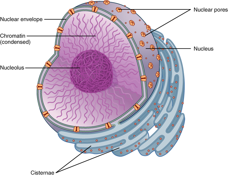 Diagram of the eukaryotic cell nucleus.
